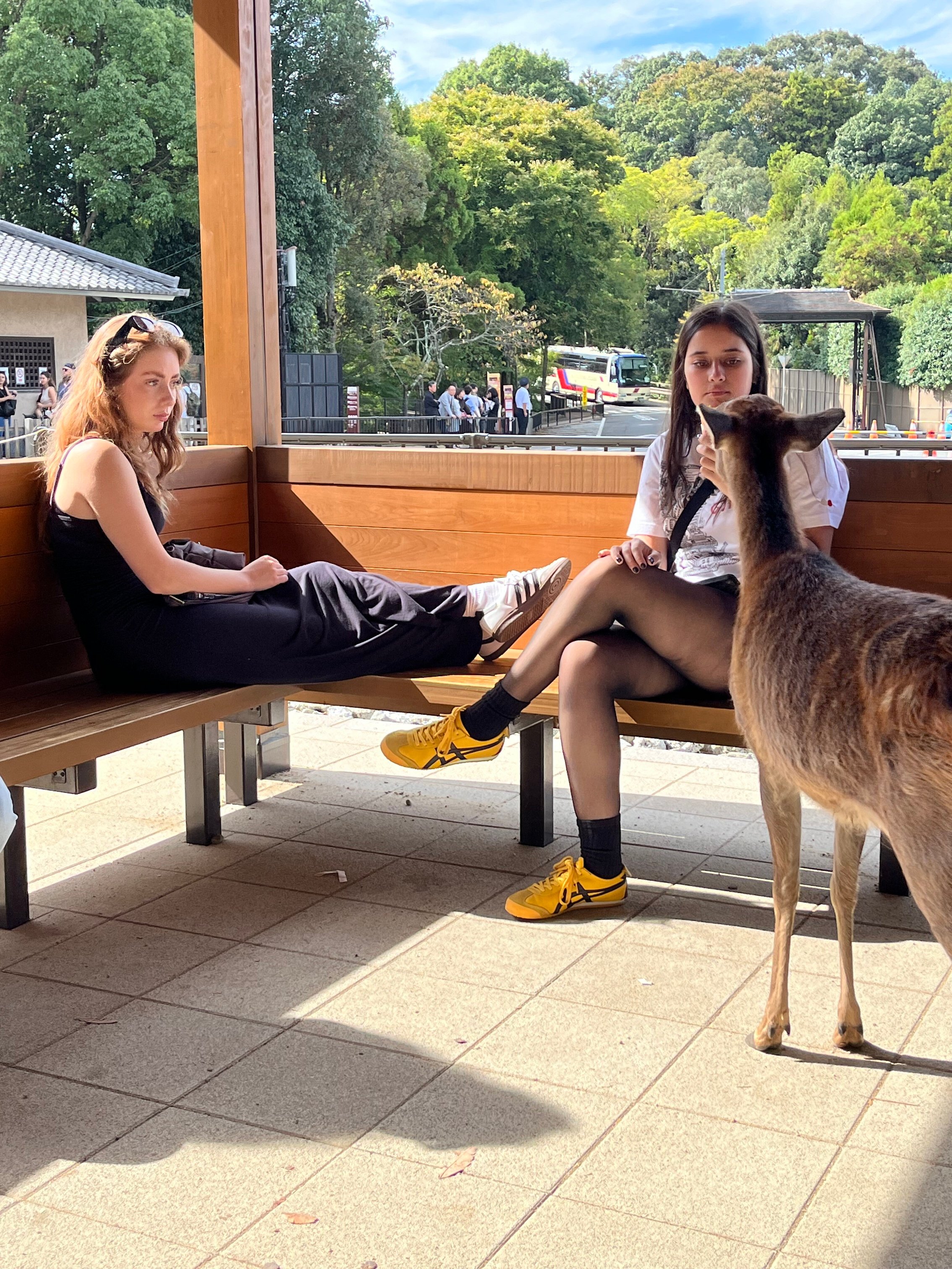 Ava and Mikayla with the Sika Deer at Nara_On tour with Wendy Wu Tours. Photo supplied by Mercedes Maguire