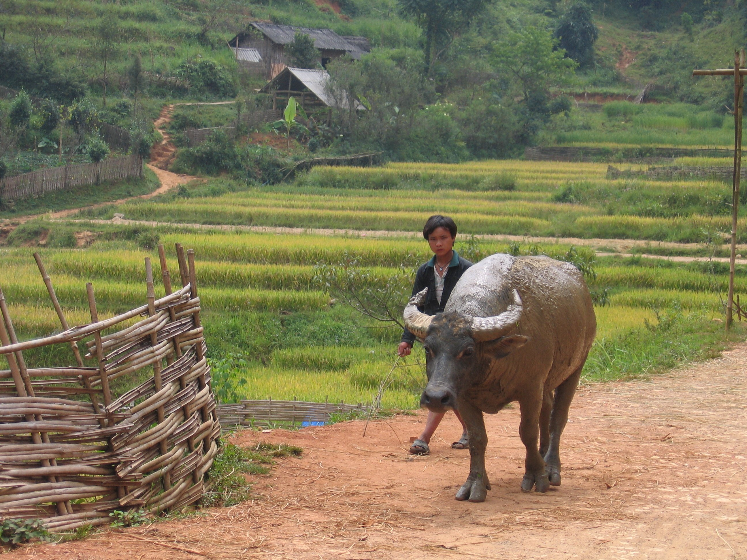 Local farmer and his buffalo, strolling through sapa
