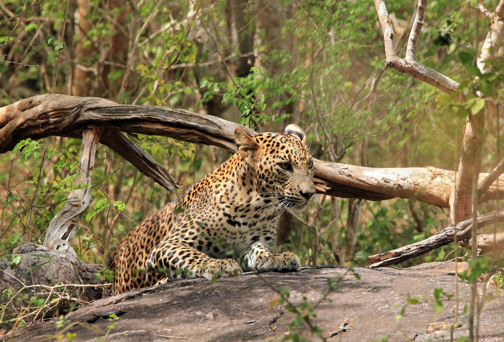 Leopard at Yala National Park, discover sri lanka