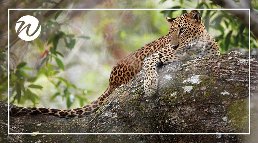 Leopard on the prowl in Yala National Park