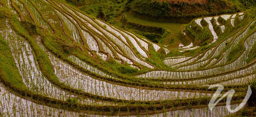 Longji Rice Terraces