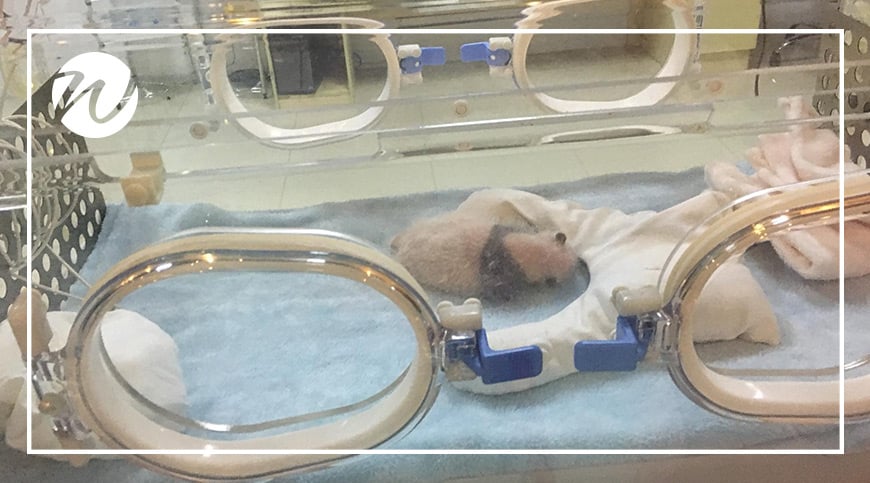 Many more newborn pandas are being born