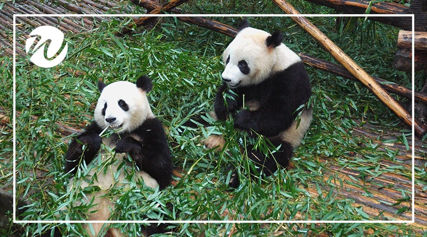 Conservation centres try to mimic the wild