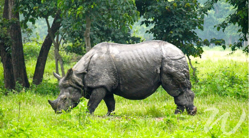 Kate Middleton and Prince William visit One-Horned Rhino
