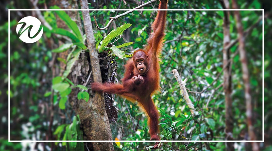 Search for orangutans