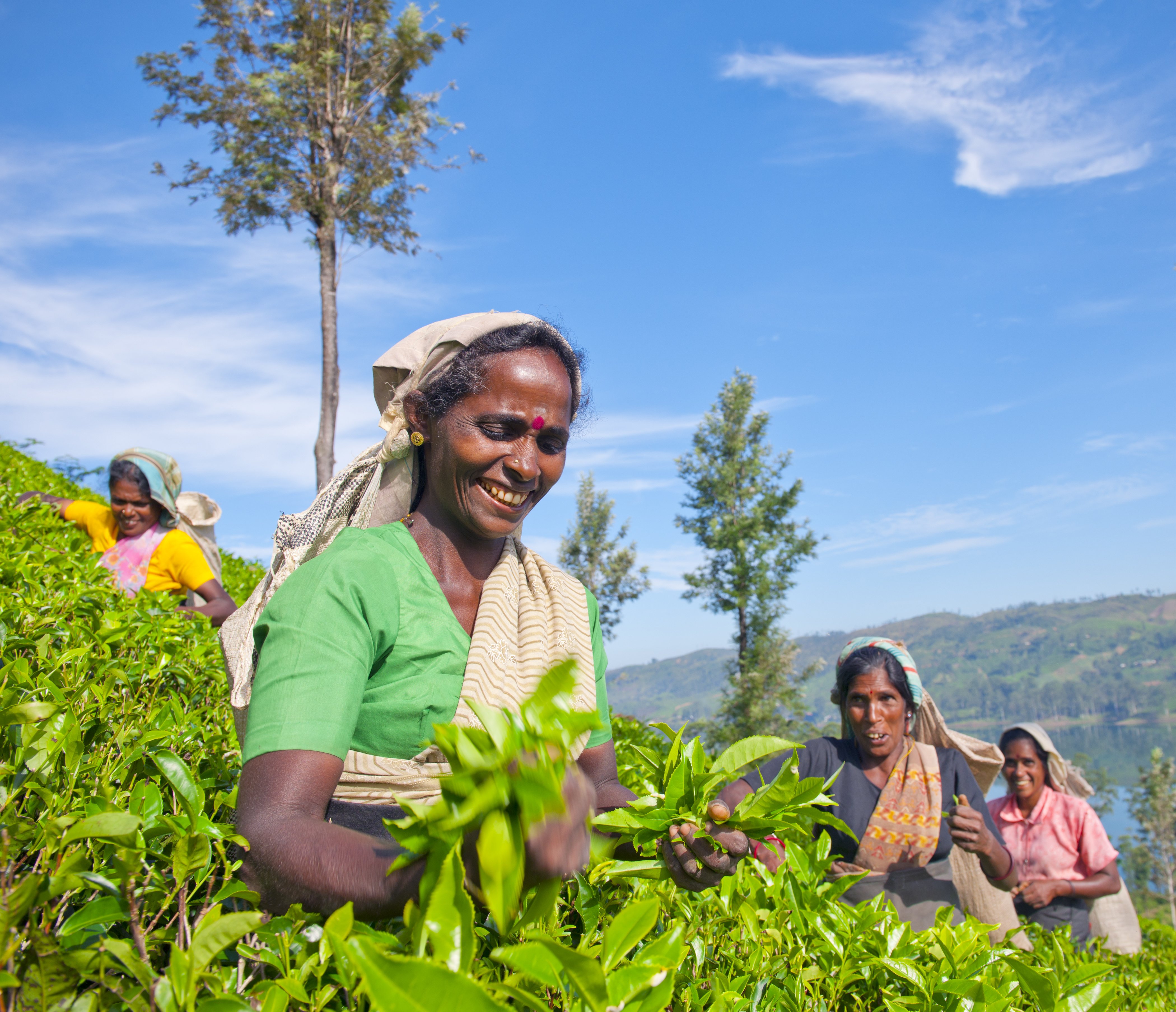 Women Tea Pickers in Sri Lanka, focus on sri lanka
