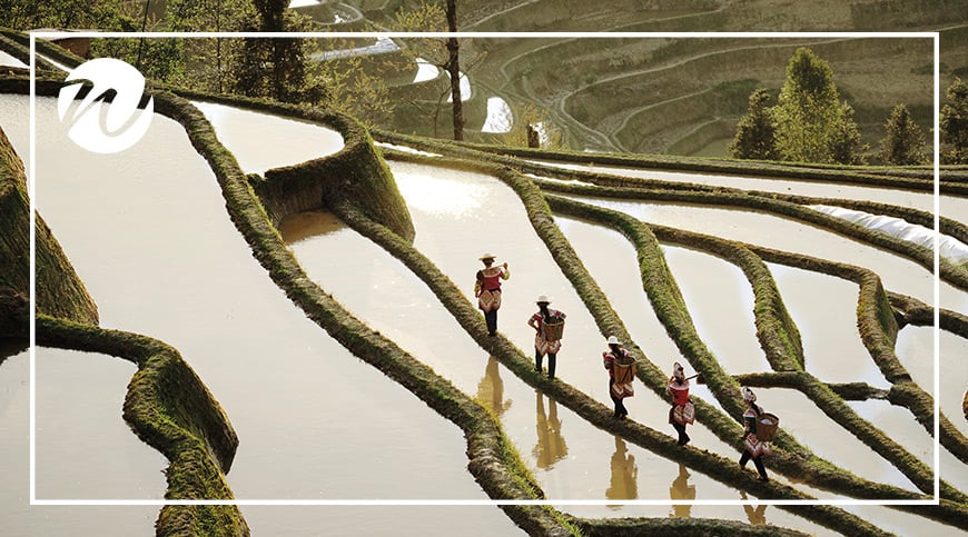 Walk among Rice Terraces
