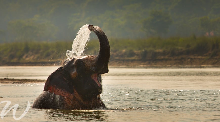 Elephant bathing in Chitwan, wildlife in asia