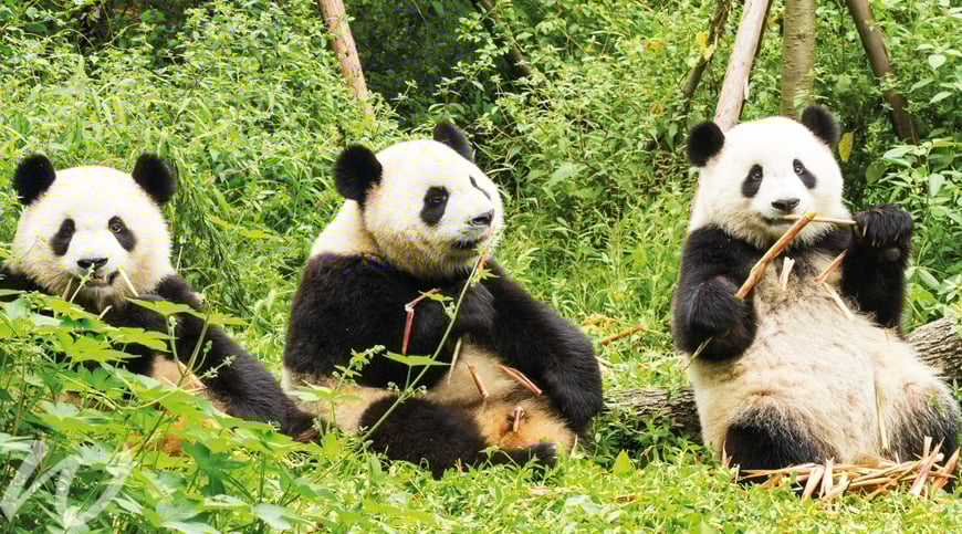 Giant Pandas of Sichuan Province, China, wildlife in asia