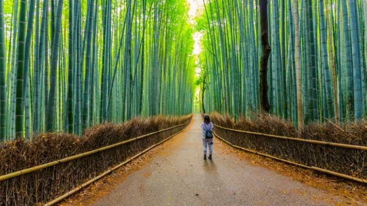 ARASHIYAMA, KYOTO, nature at it's best