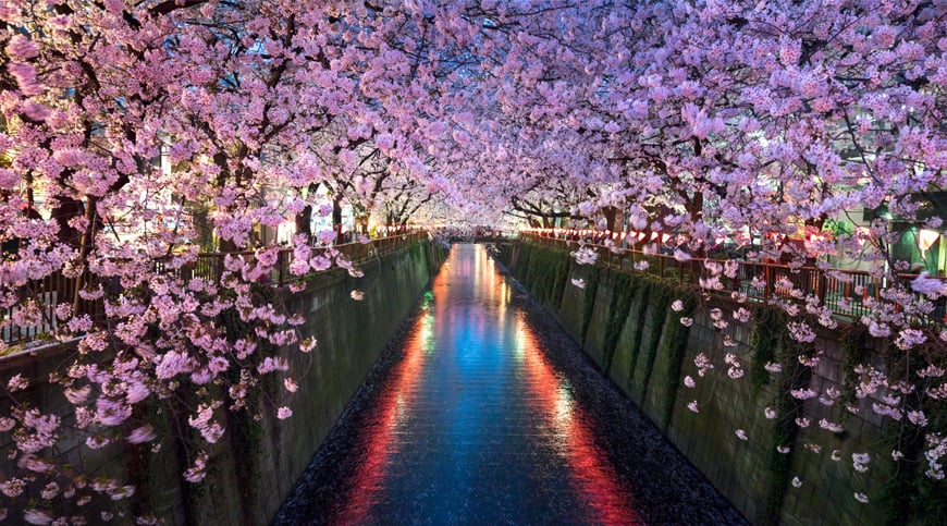 Cherry blossoms, Japan, travel wish list