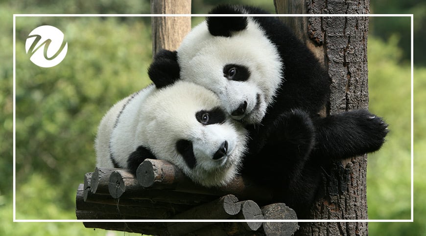 Playful giant pandas