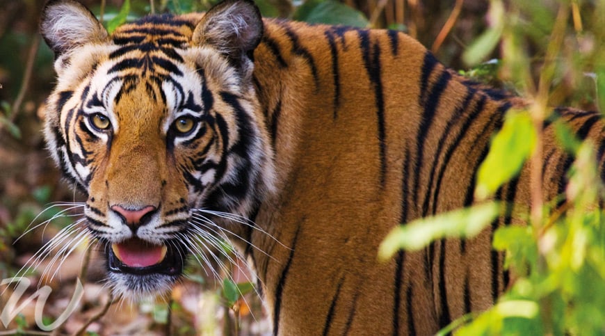  tigers of Ranthambore National Park, wildlife in asia