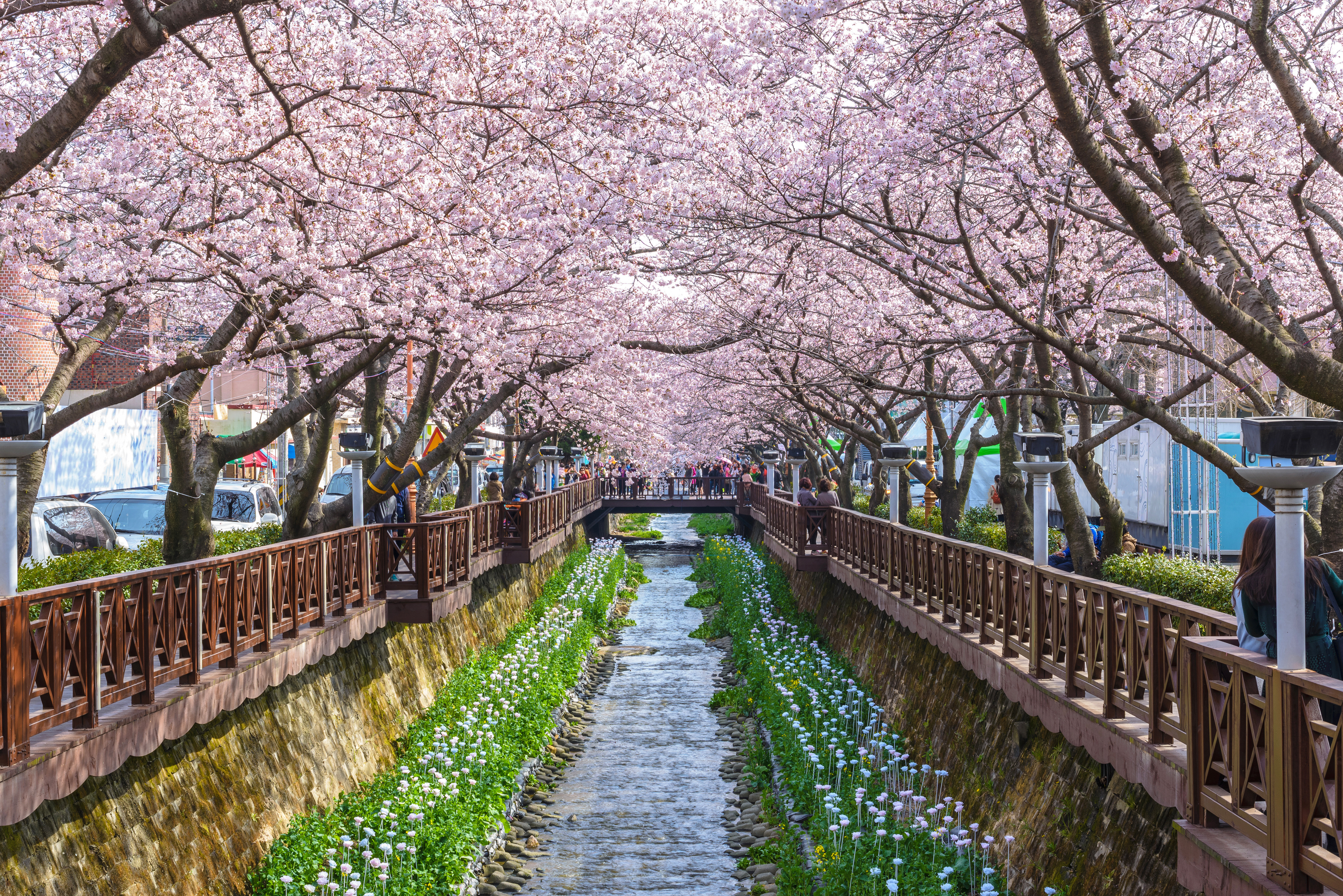 Yeojwacheon_Stream_Jinhae_South_Korea406908451
