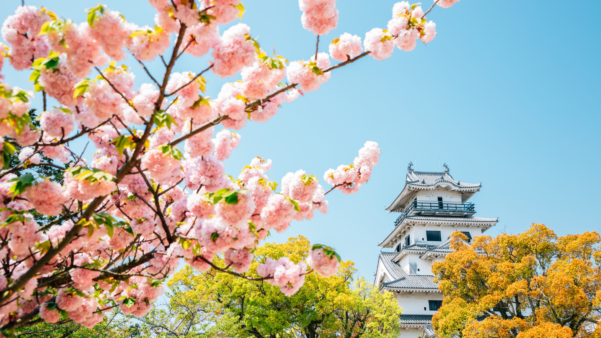 Japan cherry blossom season