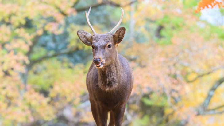 SIKA DEER, NARA