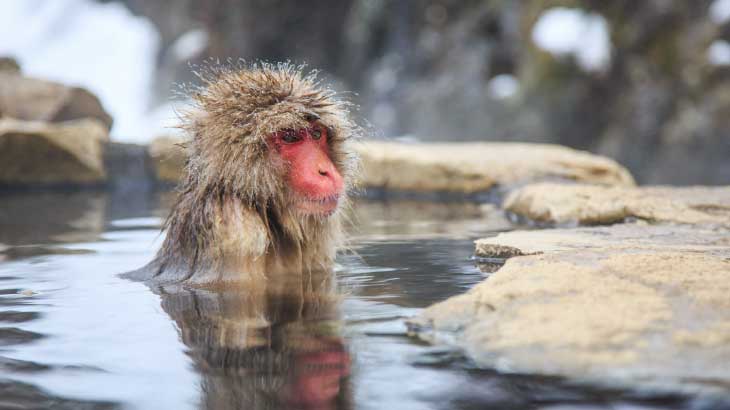 SNOW MONKEYS, JIGOKUDANI MONKEY PARK 
