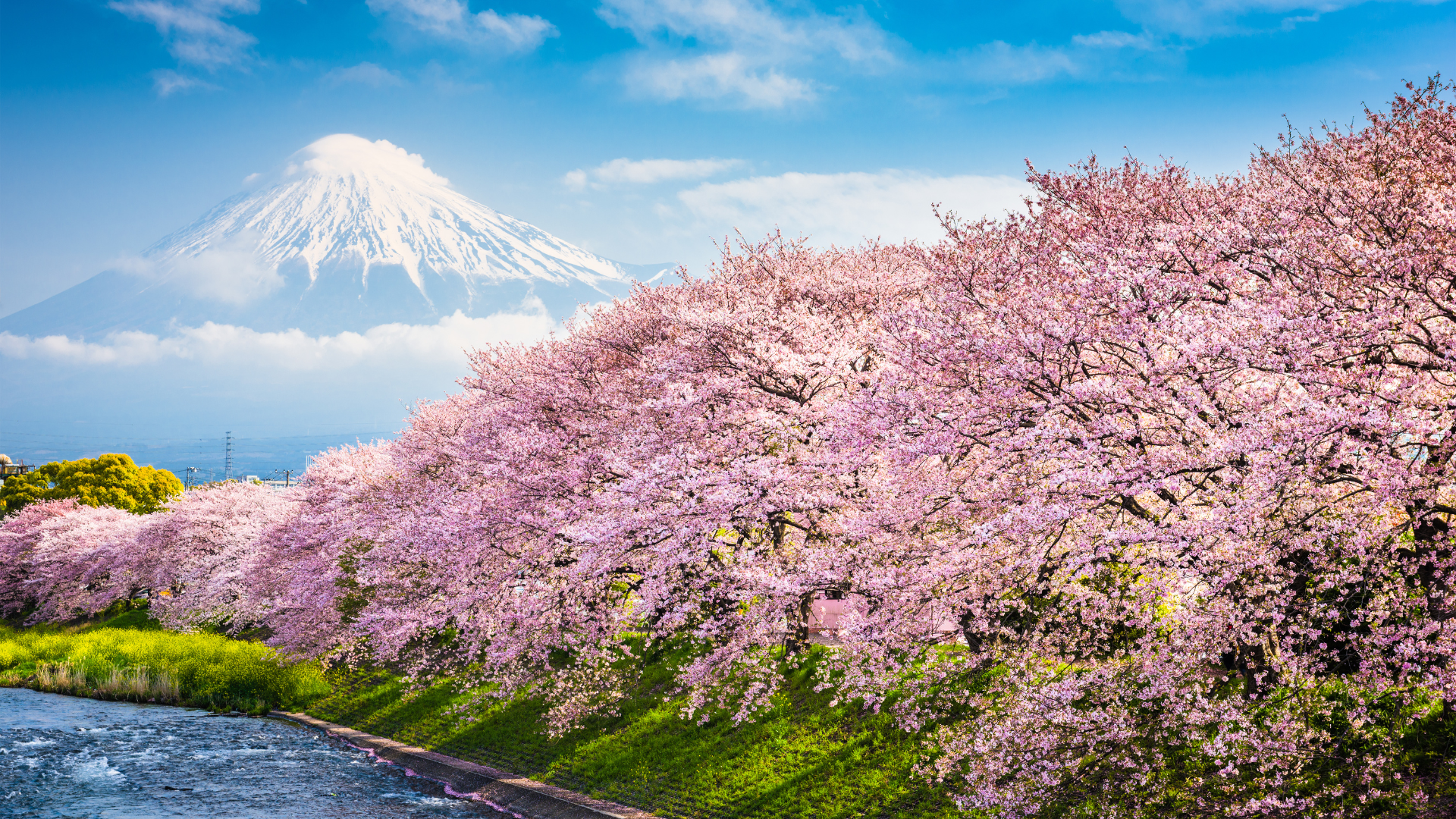 Cherry Blossom season in Japan Mount Fuji